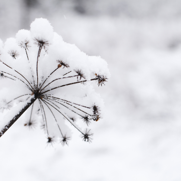 Top 5 des plantes pour fleurir une tombe en hiver