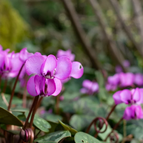 L’attribut alt de cette image est vide, son nom de fichier est cyclamen-dEurope.png.